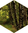 forest hex